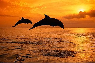 Steam更新 大幅度调整标签、类型和主题浏览页面