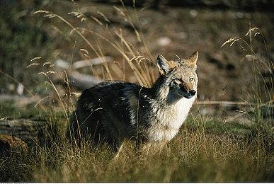 《最后的生还者2：重制版》实机截图 高清人物风景绝美